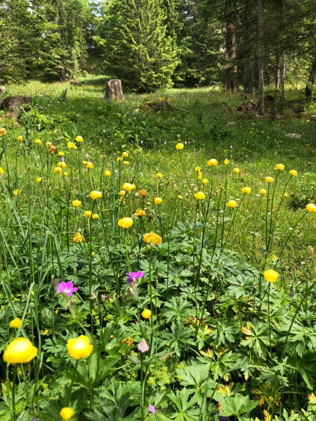 week end jura : 2 jours de rando et initation au bivouac