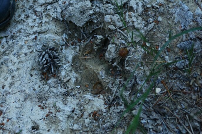sur les traces du loup : 3 jours de randonnée dans le vercors