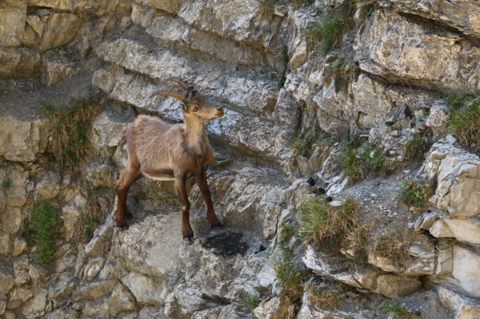 sur les traces du loup : 3 jours de randonnée dans le vercors