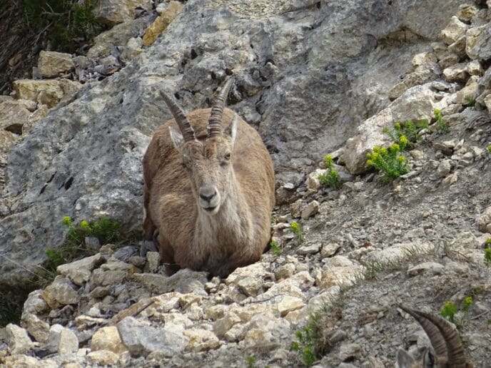 sur les traces du loup : 3 jours de randonnée dans le vercors