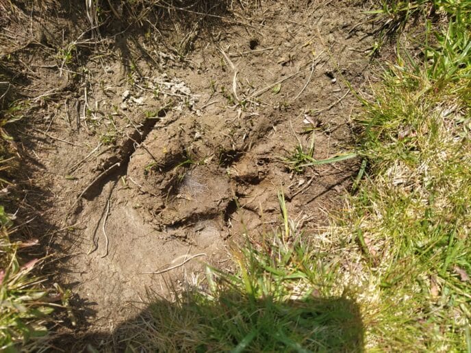 sur les traces du loup : 3 jours de randonnée dans le vercors