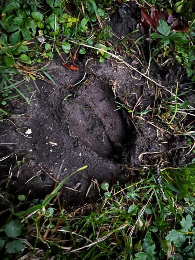 brame du cerf : randonnée et bivouac en yourte dans le jura