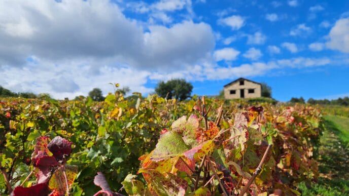 beaune : randonnée et dégustation dans les vignes de bourgogne