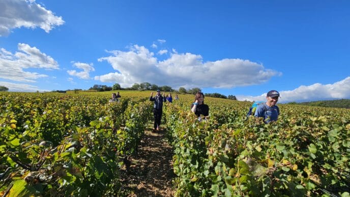 beaune : randonnée et dégustation dans les vignes de bourgogne