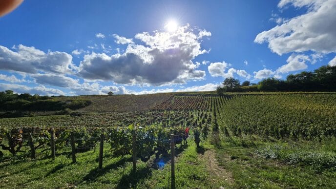beaune : randonnée et dégustation dans les vignes de bourgogne