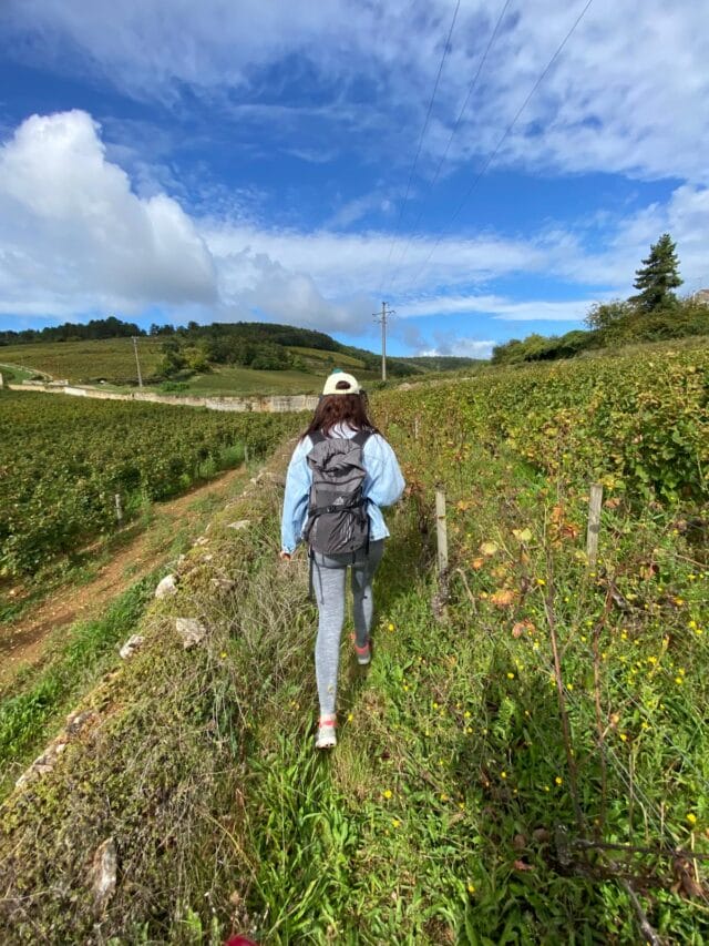 beaune : randonnée et dégustation dans les vignes de bourgogne