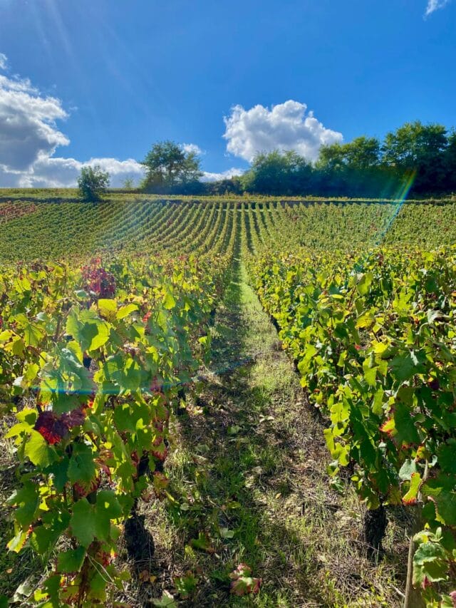 beaune : randonnée et dégustation dans les vignes de bourgogne