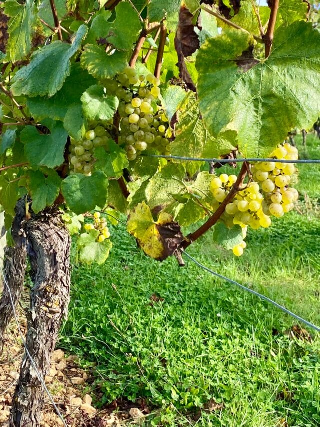 beaune : randonnée et dégustation dans les vignes de bourgogne