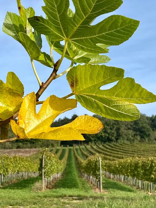 beaune : randonnée et dégustation dans les vignes de bourgogne