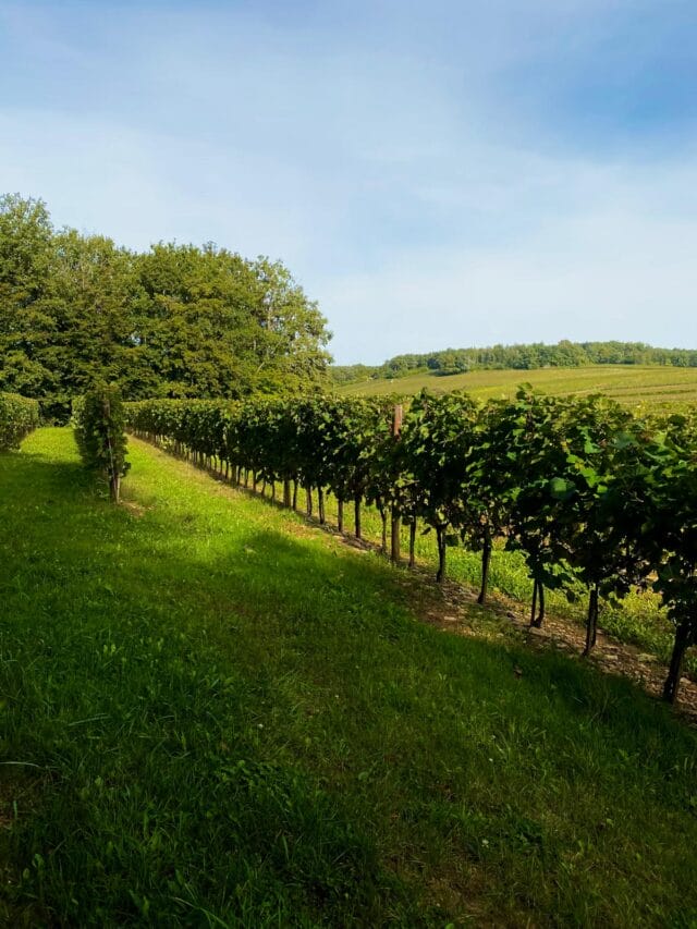 beaune : randonnée et dégustation dans les vignes de bourgogne