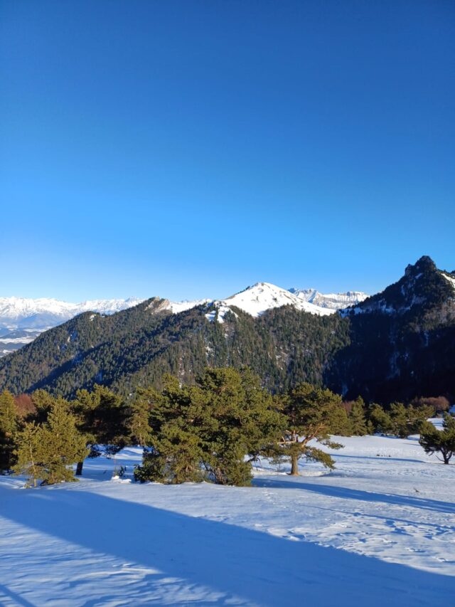 nouvel an sur les traces du loup en raquettes dans le vercors