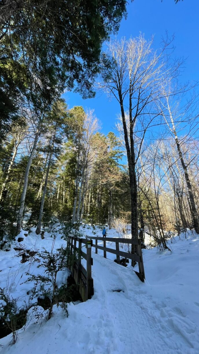 nouvel an sur les traces du loup en raquettes dans le vercors