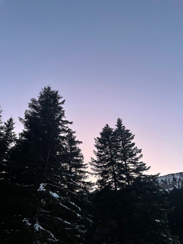 nouvel an sur les traces du loup en raquettes dans le vercors