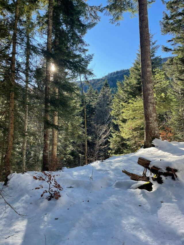 nouvel an sur les traces du loup en raquettes dans le vercors