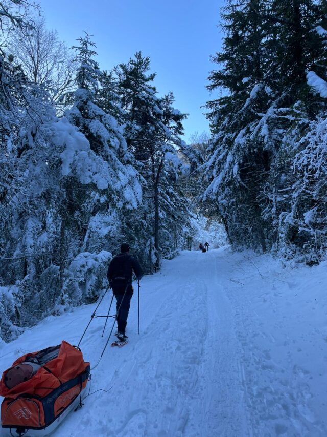 nouvel an sur les traces du loup en raquettes dans le vercors