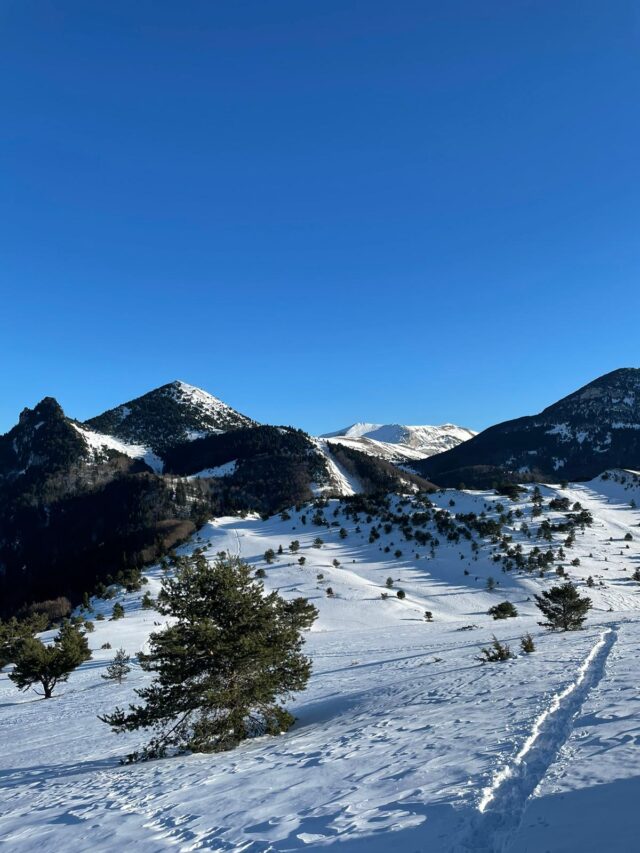 nouvel an sur les traces du loup en raquettes dans le vercors