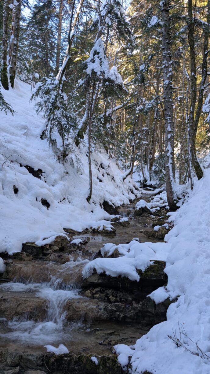 nouvel an sur les traces du loup en raquettes dans le vercors