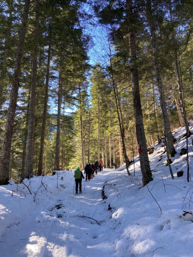nouvel an sur les traces du loup en raquettes dans le vercors
