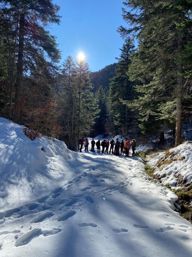 nouvel an sur les traces du loup en raquettes dans le vercors