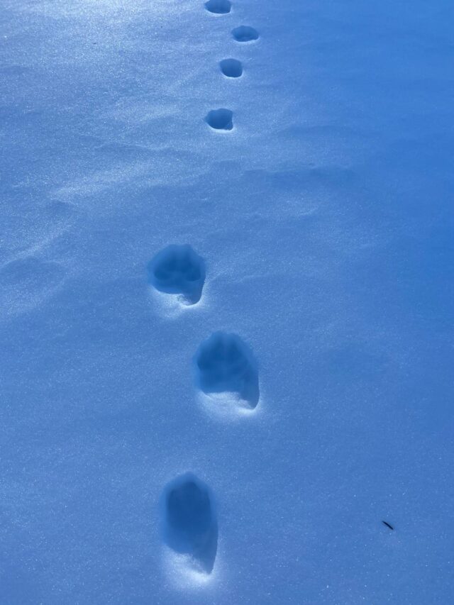 nouvel an sur les traces du loup en raquettes dans le vercors