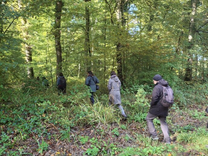 brame du cerf : week end affût et bivouac près de paris