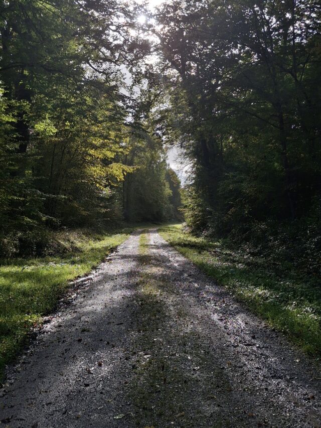 brame du cerf : week end affût et bivouac près de paris