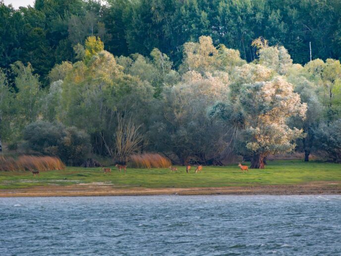 brame du cerf : week end affût et bivouac près de paris
