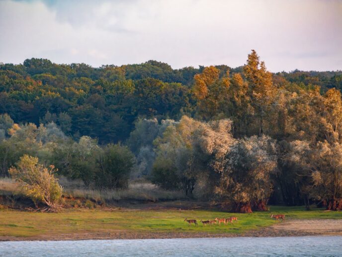 brame du cerf : week end affût et bivouac près de paris