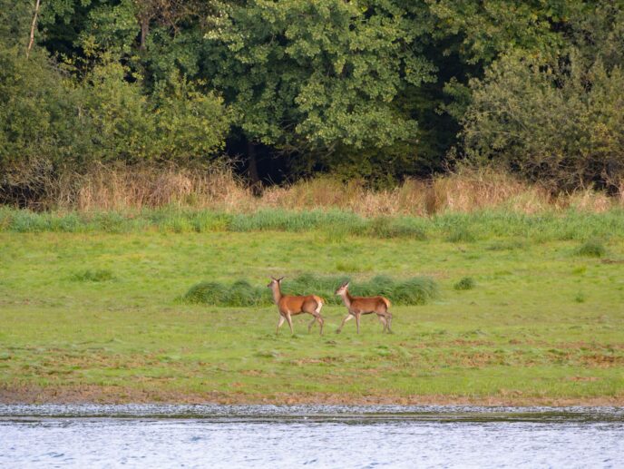 brame du cerf : week end affût et bivouac près de paris