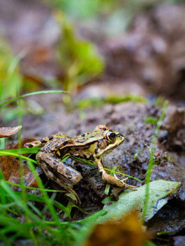 brame du cerf : week end affût et bivouac près de paris