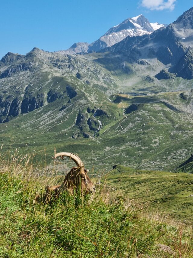 le tour du mont blanc : 7 jours de trek organisé en refuge