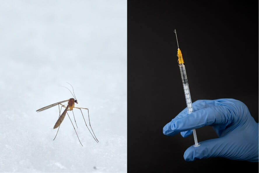 biomimétisme trompe moustique seringue