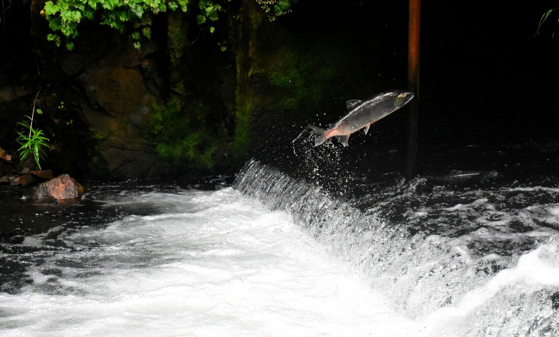 poisson qui saute de la rivière