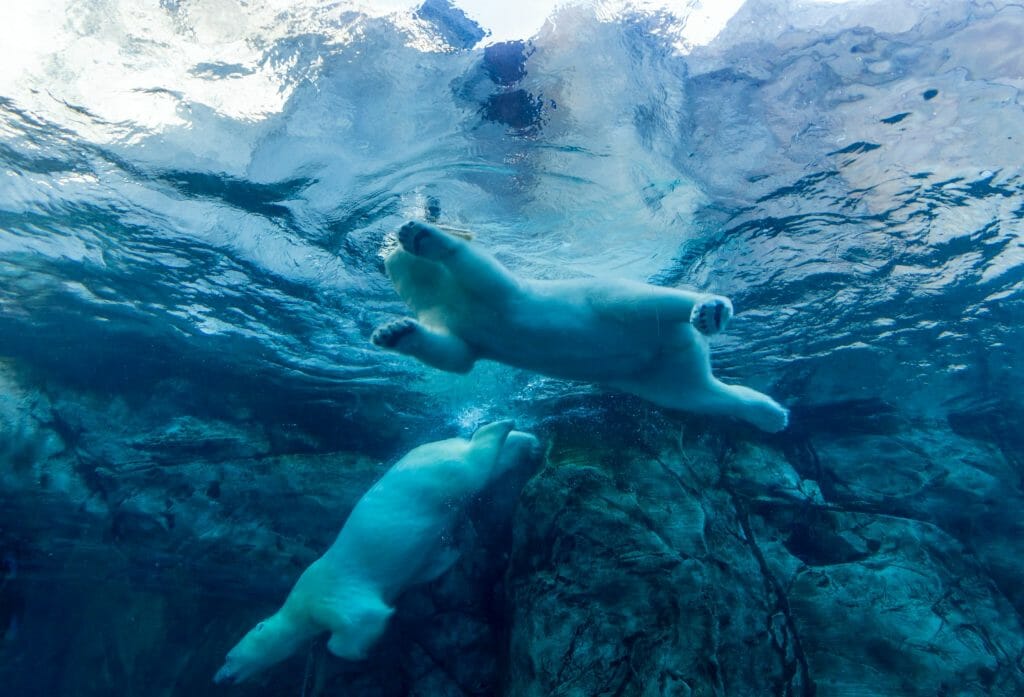 ours polaire qui nagent