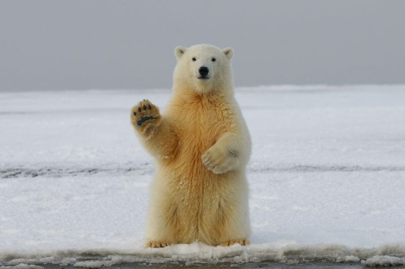 ours polaire qui dit bonjour