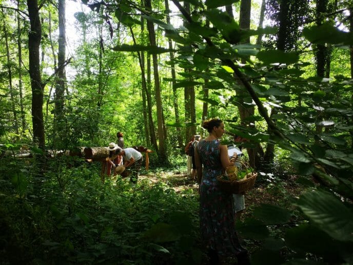 Balade en forêt : Reconnaître un arbre avec ses feuilles — Chilowé - Média