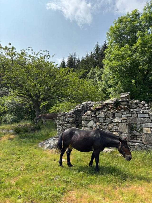 rando avec un âne dans les cévennes sur les pas de stevenson