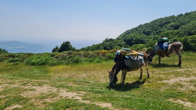 rando avec un âne dans les cévennes sur les pas de stevenson