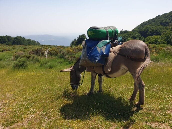 rando avec un âne dans les cévennes sur les pas de stevenson