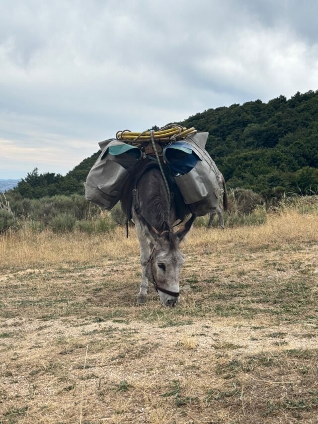 rando avec un âne dans les cévennes sur les pas de stevenson