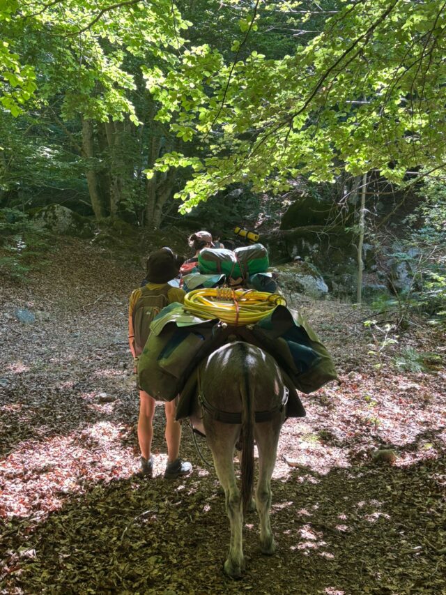 rando avec un âne dans les cévennes sur les pas de stevenson