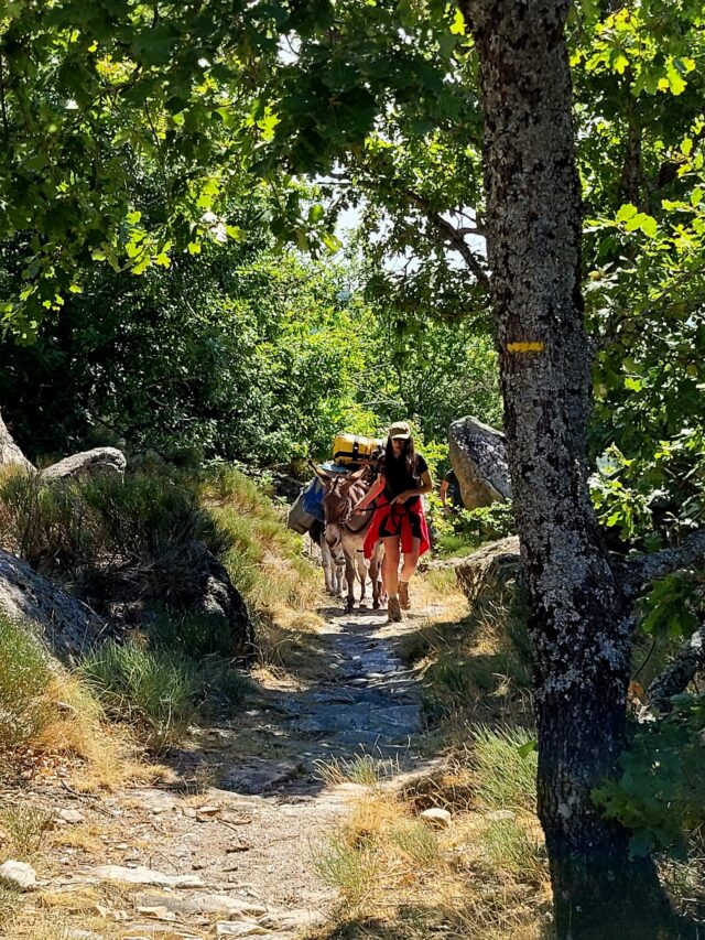 rando avec un âne dans les cévennes sur les pas de stevenson