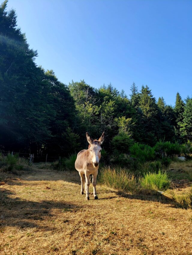 rando avec un âne dans les cévennes sur les pas de stevenson