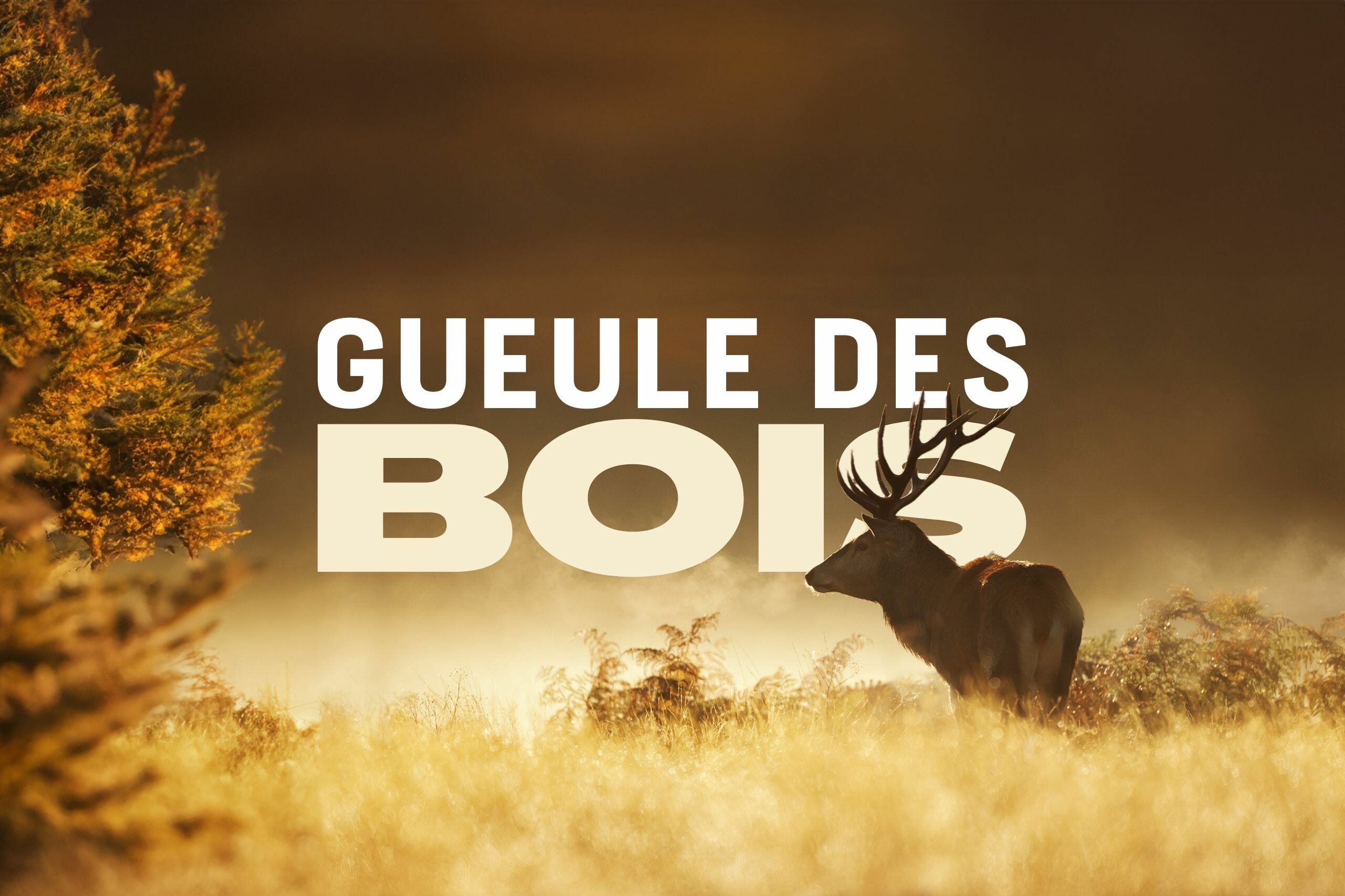 GUEULE DES BOIS  : Randonnée et écoute du brame du cerf dans les Vosges
