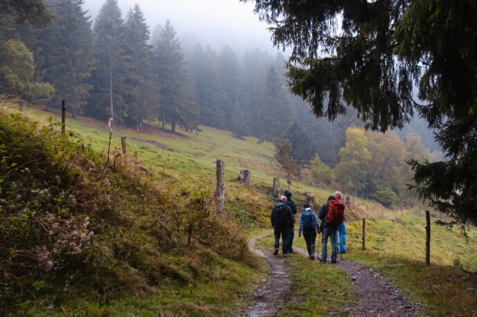 randonnée et écoute du brame du cerf dans les vosges