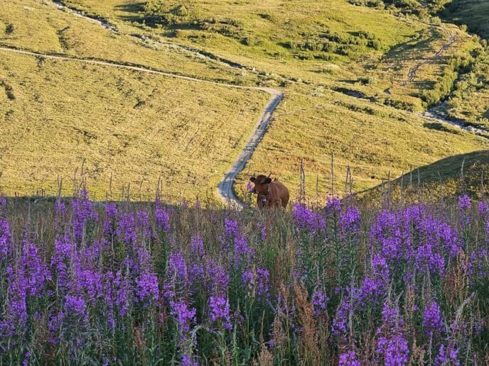 traversée du beaufortain : trek de 5 jours en randonnée et refuges