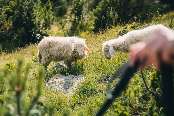 trek : 6 jours de randonnée dans la réserve naturelle du néouvielle