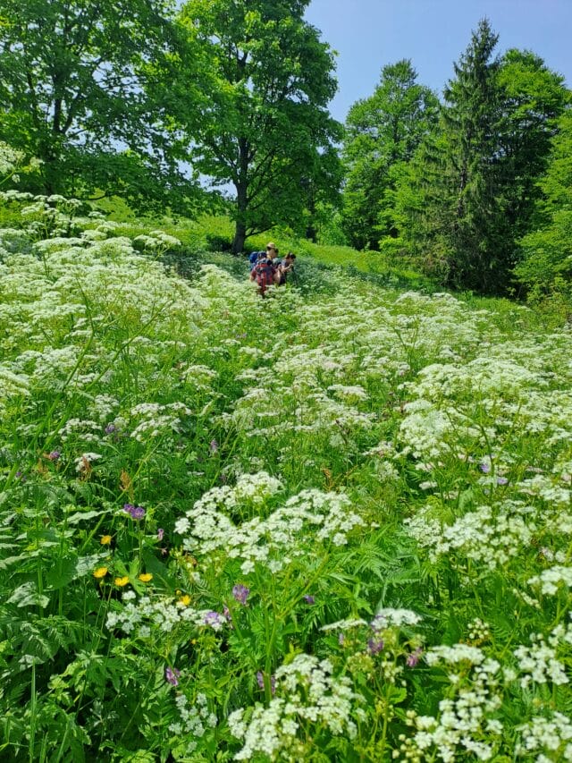randonnée à annecy : le tour des bauges en rando et refuges