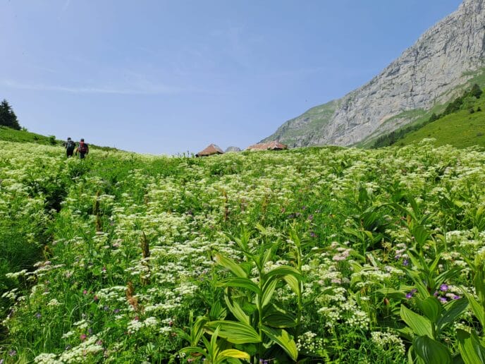 randonnée à annecy : le tour des bauges en rando et refuges