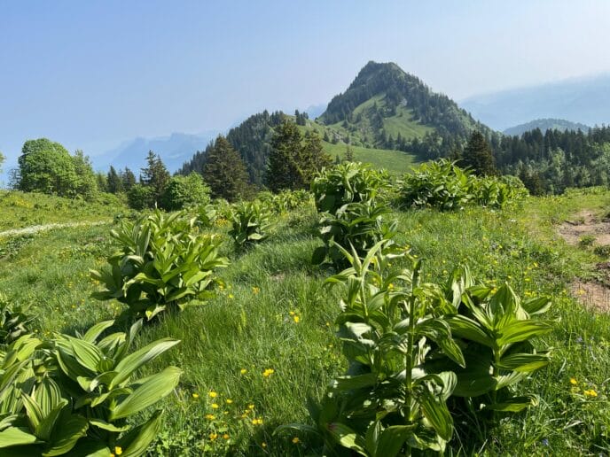 randonnée à annecy : le tour des bauges en rando et refuges